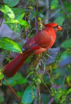 Cardinal