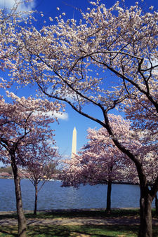 Tidal Basin Pool