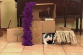 Fun with Cat Forts