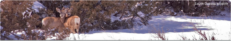 Panoramic Image - Winter Wildlife in South Dakota