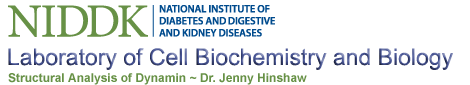 Laboratory of Cell Biochemistry and Biology - Structural Analysis of Dynamin Dr. Jenny Hinshaw