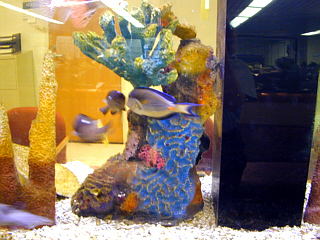 Fish Near Admission Desk