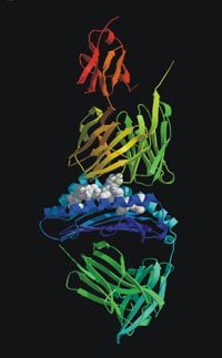 Description of Trimolecular Complex of a T Cell Receptor