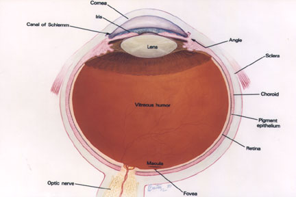 image of the eye