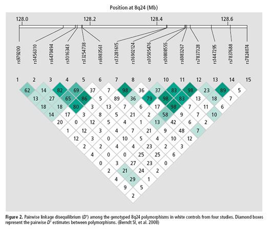 Figure 2 caption. Pairwise linkage disequilibrium (D') among the genotyped 8q24 polymorphisms in white controls from four studies. Diamond boxes represent the pairwise D' estimates between polymorphisms. (Berndt SI, et al. 2008) If you’d like more information about this graph, contact Dr. Berndt at berndts@mail.nih.gov.