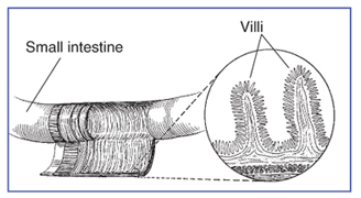 Drawing of a section of the small intestine with detail of villi. The small intestine and villi are labeled.