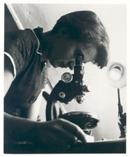 [Rosalind Franklin with microscope]. [1955].