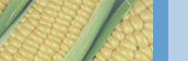 Ears of yellow sweet corn.