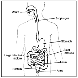 Illustration of digestive system