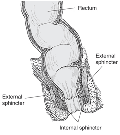 Illustration of the rectum and anus.