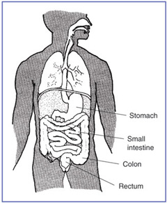 Drawing of the digestive system. The stomach, small intestine, colon, and rectum are labeled.