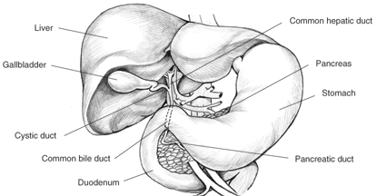 Illustration of the biliary system including: liver gallbladder, cystic duct, common bile duct, duodenum, pancreatic duct, stomach, pancreas, and common hepatic duct.