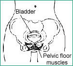 Illustration of a pelvis showing the bladder and pelvic floor muscles