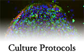 Culture Protocols