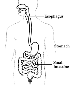 Illustration of the digestive system.