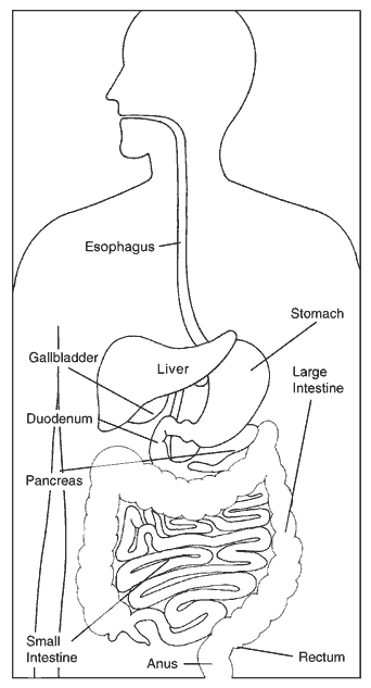 The digestive system