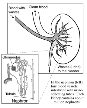 Drawing of a kidney. Labels show where blood with wastes enters the kidney, clean blood leaves the kidney, and wastes (urine) are sent to the bladder. An inset shows a microscopic view of a nephron. Labels point to the glomerulus and the tubule.