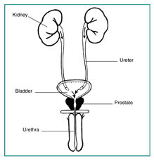 Drawing of the front view of the male urinary tract with labels for the kidneys, ureters, bladder, urethra, and prostate.