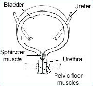 Illustration of the bladder labeled to show bladder, ureter, sphincter muscles, urethra, and pelivc floor muscles