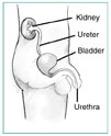 Side view diagram of the male urinary tract. Labels point to the kidney, ureter, bladder, and urethra. The organs appear within the outline of a young male shown from the abdomen to the thigh.
