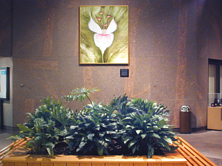 Planter and Painting