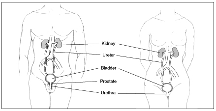 Illustration of male and female urinary tracts, showing kidney, ureter, bladder, prostate (male), and urethra.