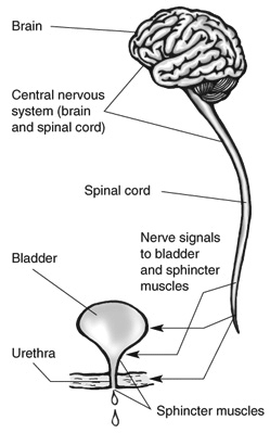Diagram of a brain, spinal cord, and bladder. Labels point to the brain, spinal cord, bladder, urethra, and sphincter muscles. An additional label explains that the brain and spinal cord make up the central nervous system. Arrows pointing from the spinal cord to the bladder and sphincter muscles represent nerve signals.