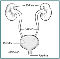 Drawing of the urinary tract with labels for the kidneys, ureters, bladder, sphincter, and urethra