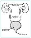 Front view diagram of the urinary tract. Labels point to the kidney, ureter, bladder, and urethra.