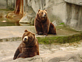 Photo of two bears in the zoo.