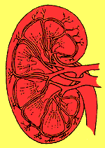 Ilustración de un riñón.