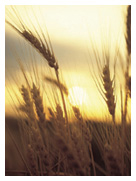 Close-up photograph of wheat in a field.