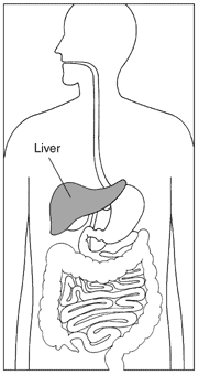 An illustration of the digestive system, highlighting the liver