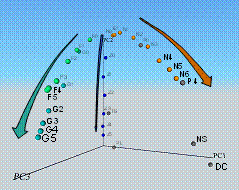 Caption: Principal Component Analysis of DNA microarray data visualized three 'cell lineage trajectories,' which represent the differentiation of ES cells into the first three lineages in mammalian development: primitive endoderm (turquoise arrow), trophoblast (blue arrow), and primitive ectoderm/neural ectoderm (brown arrow). The PCA figure resembles the conceptual picture of Waddington's epigenetic landscape, where cell lineage trajectories represent creodes. (Aiba et al., 2008).