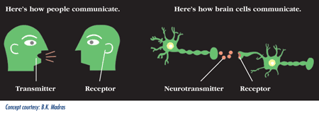 How the brain communicates diagram