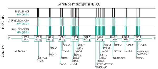 distribution of fh mutations