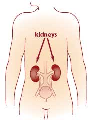 You have two kidneys located near the center of your back. Their main job is to filter waste and extra water from the blood and make urine.  When the kidneys are damaged, waste can build up in the body.