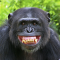 Chimp DNA may help scientists understand human diseases like AIDS and cancer.