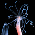 Evidence of microRNAs has been found in primitive animal species such as this starlet sea anemone. Courtesy of Putnam et al.