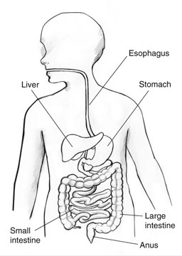Drawing of the gastrointestinal tract with the esophagus, liver, stomach, small intestine, large intestine, and anus labeled.