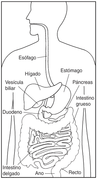 Imagen del Sistema Digestivo