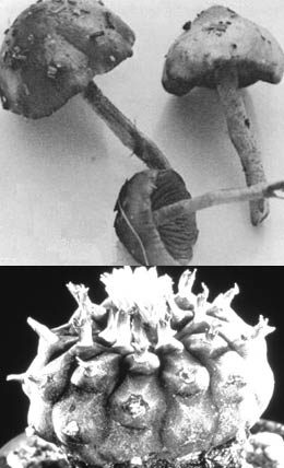 Psilocybin Mushrooms and Peyote Cactus