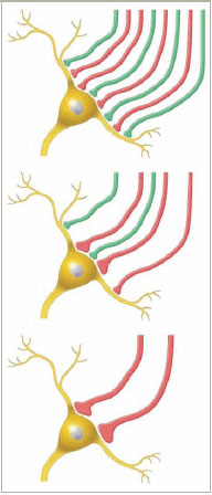 Neurons Graphic