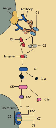 THE COMPLEMENT SYSTEM AT A GLANCE - Graphic