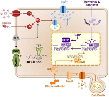 The depiction of several signal transduction pathways that are activated in a human cell following environmental stimuli