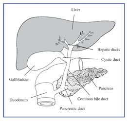Drawing of the biliary system. The pancreas, liver, gallbladder, duodenum, and common bile, pancreatic, cystic, and hepatic ducts are labeled.