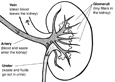 Drawing of a kidney cross section with the functions labeled.