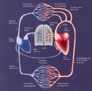 Diagram of the cardiovascular system 
