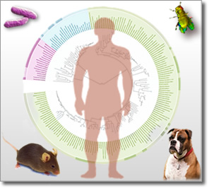 Tree of life, human, bacteria, fly, mouse, dog