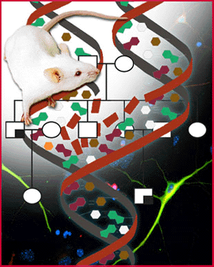 Laboratory of Neurogenetics-Web Graphic